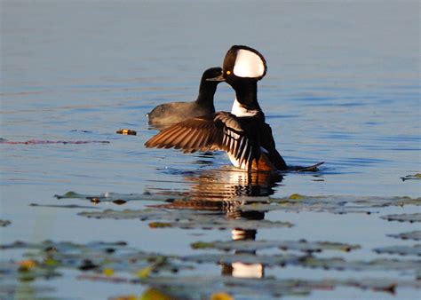 Hooded Merganser In Action Hooded Merganser Lophodytes Cu Flickr