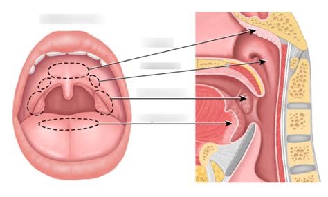 mouth Diagram | Quizlet