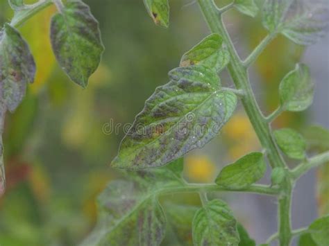 Potassium Deficiency Tomato Plants