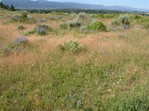 Ventenata Black Hills Invasive Plant Guide · Inaturalist