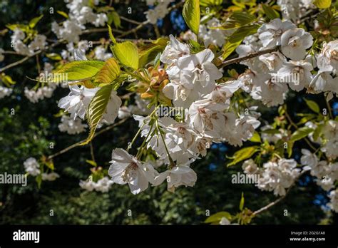 Cherry Blossom Japanese Cherry Prunus Shirotae Stock Photo Alamy