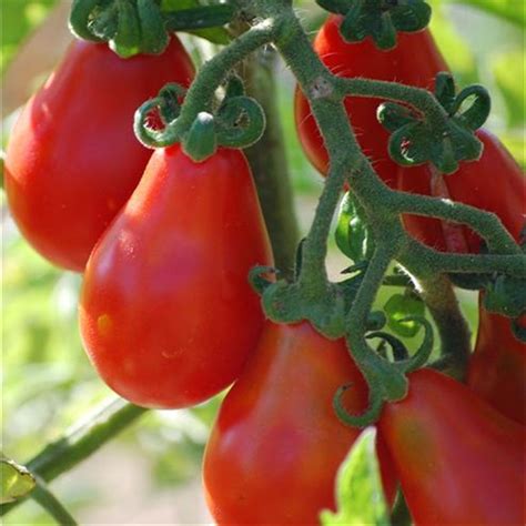 Tomato Small Red Pear Seeds Heirloom Seeds Canada