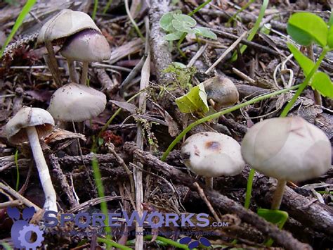 Psilocybe Baeocystis