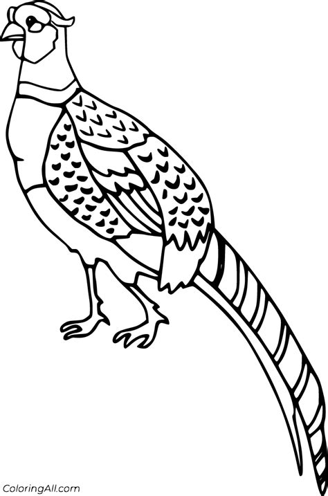 Pheasant Coloring Pages 5 Free Printables Coloringall