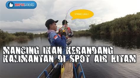 Mancing Ikan Kerandang Kalimantan Di Spot Air Hitam Sungai Sebangau