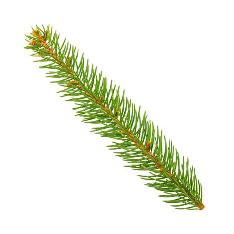 Premium Photo Pine Branch Isolated On White Background