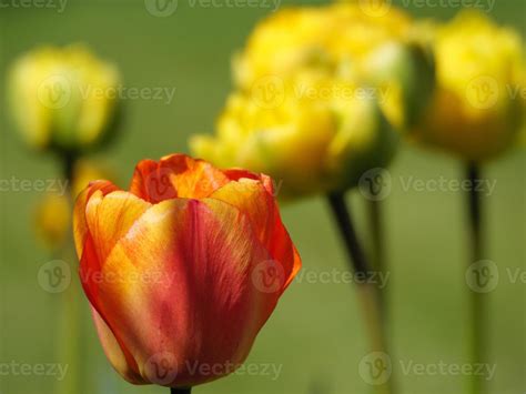 tulips in the garden 11800870 Stock Photo at Vecteezy