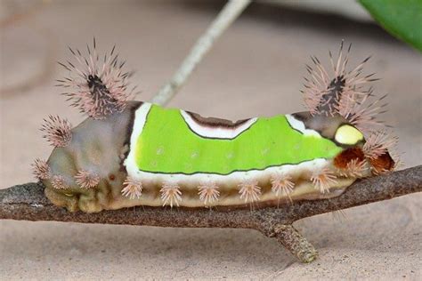 Saddleback Caterpillar - Birds and Blooms