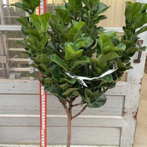 10 Ficus Daniella Braid NET Tri State Foliage In House Availability