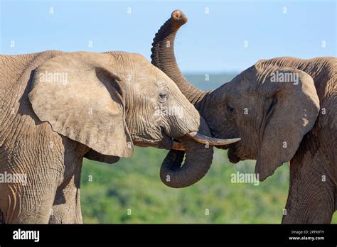 African Bush Elephants Loxodonta Africana Two Adult Elephants