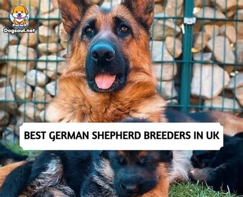 The Best German Shepherd Breeders In Uk