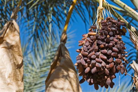 How Are Dates Grown All About Palm Trees