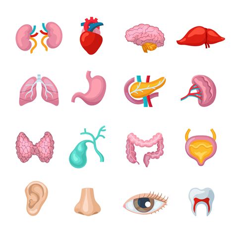 Internal Organs Clip Art