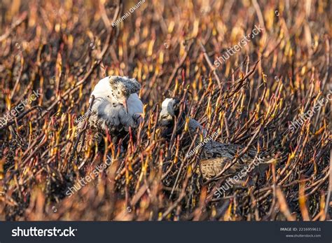 Male Ruff Bird Breeding Plumage Stands Stock Photo 2216959611