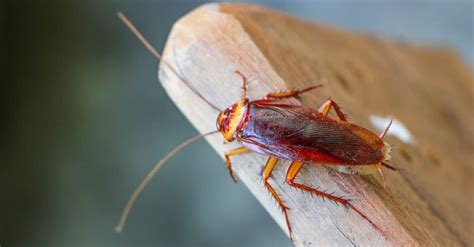 How Many Legs Does A Cockroach Have? - A-Z Animals