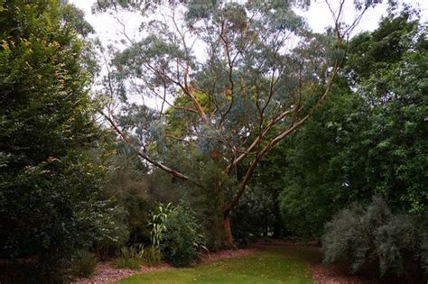 Eucalyptus Glaucescens Tingiringi Gum Plant Lust