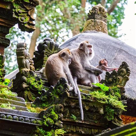 Kebayang Nggak Serunya Bermain Bersama Kera Di Monkey Forest Ubud