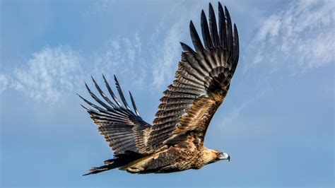 Urbanisation impacting larger Australian birds of prey