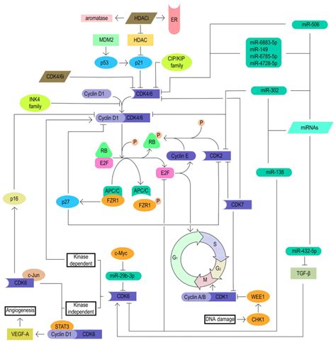 Cdk Inhibitor Resistance Mechanisms And Treatment Strategies Review