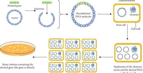 Molecular cloning process. | Download Scientific Diagram