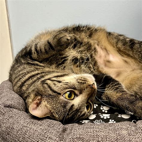 Bikini Feral Feline Friends Of East Tennessee