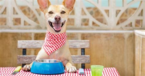 A Roma Il Primo Ristorante Per Cani R 101