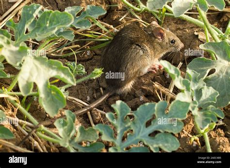 Black Rat Rattus Rattus Also Known As Ship Rat Roof Rat Or House