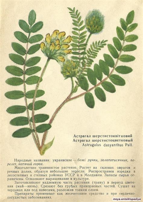 Астрагал шерстистоцветковый | Herbal plants, Medicinal plants ...