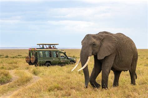 Maasai Mara National Reserve Masai Mara When To Visit 2025