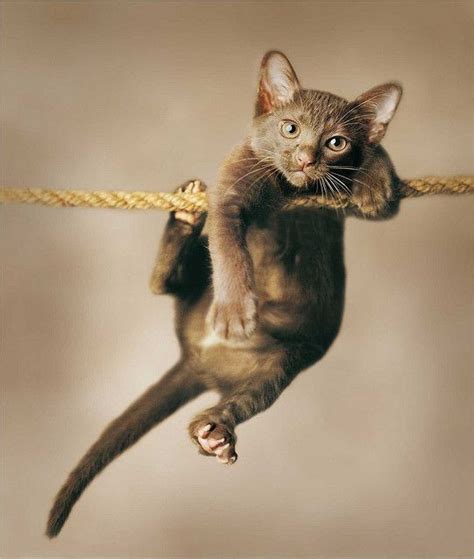 Создать мем "кошки, держись котик, кошка с веревкой" - Картинки - Meme ...