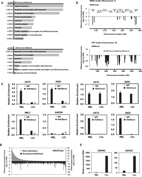 Changes In Heterochromatic Histone Modifications In Specific Sequences