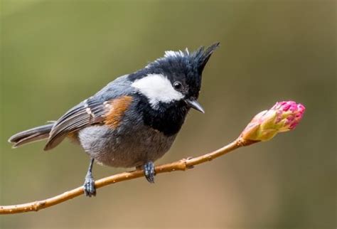 30 Beautiful Birds Of Pakistan Pictures Bird Biodiversity