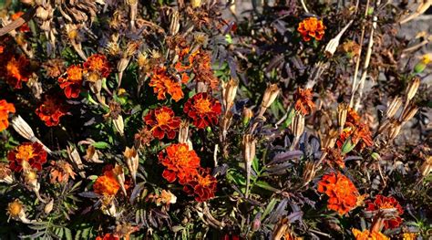 Why Are My Marigolds Dying How To Diagnose And Fix Common Marigold