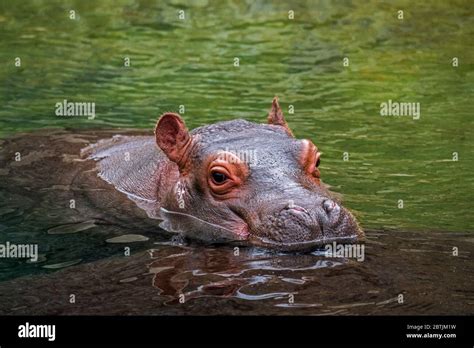 Baby swimming underwater hi-res stock photography and images - Alamy