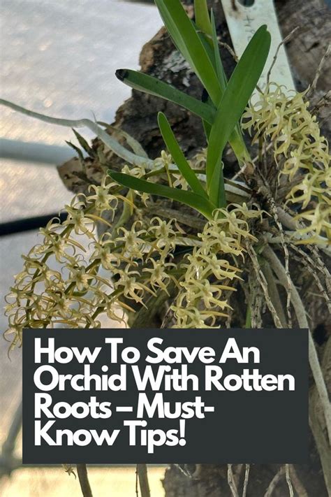 Rescuing Orchids With Rotten Roots Essential Tips For Saving Your