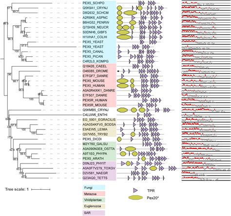 Frontiers Comparative Genomics Of Peroxisome Biogenesis Proteins