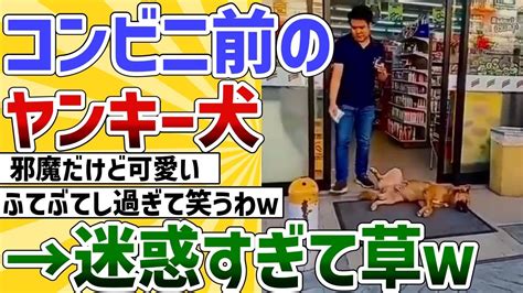 【2ch動物スレ】コンビニ前のヤンキーみたいなイッヌ発見→迷惑すぎて草 Youtube