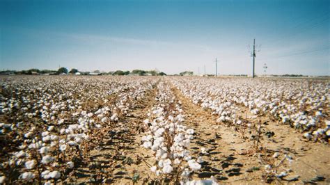 Cotton Crop Output In CAI Soars To 311 Lakh Bales