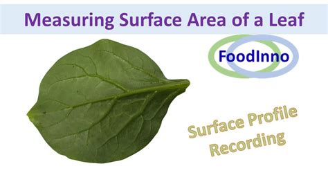 Surface Area Measurement Of A Leaf Youtube