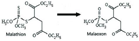 Chemical Structure Of Malathion And Malaoxon Download Scientific Diagram