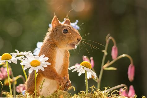 Female Red Squirrel Standing With Flowers Squirrel Red Squirrel