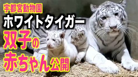 【ホワイトタイガー】宇都宮動物園で双子の赤ちゃんが生まれました Youtube