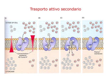 TRASPORTO DI MEMBRANA Ppt Scaricare