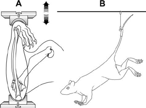 A Schematic Diagram Of The Rodent Ulna Loading Model Used To