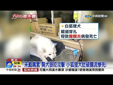 愛狗遭咬死 飼主監視器緝凶 獒犬未戴嘴套 重罰11萬│中視新聞 20230718