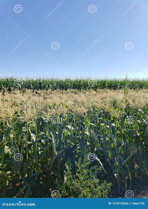 Field Corn Size Vs Sweet Corn Rows Ready For Harvest In Corn Field