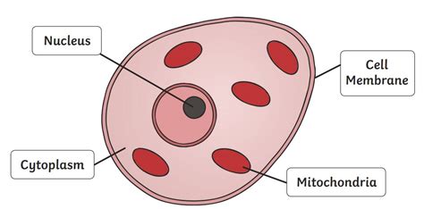 Microscopic Organisms Twinkl Twinkl