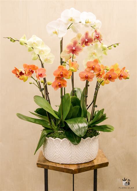 Orange Orchids Arrangements