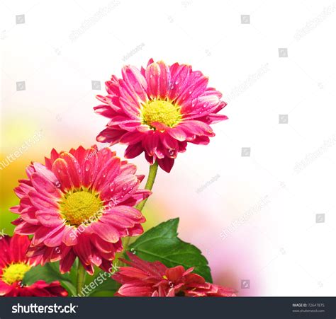 Beautiful Flower Stock Photo 72647875 Shutterstock