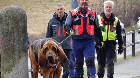 Si Cerca Enne Cane Molecolare In Pista Ferito Un Soccorritore